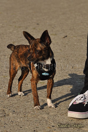 Hundestrand / Bild 234 von 376 / 21.09.2016 10:02 / DSC_0269.JPG