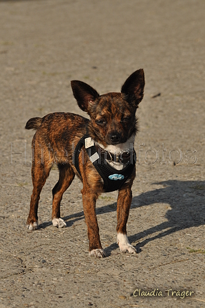 Hundestrand / Bild 235 von 376 / 21.09.2016 10:02 / DSC_0271.JPG