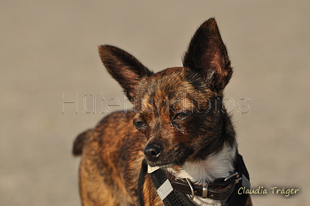 Hundestrand / Bild 236 von 376 / 21.09.2016 10:02 / DSC_0276.JPG