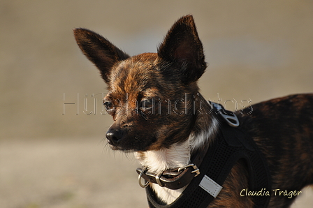 Hundestrand / Bild 240 von 376 / 21.09.2016 10:09 / DSC_0306.JPG