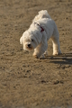 Hundestrand / Bild 245 von 376 / 21.09.2016 10:16 / DSC_0364.JPG