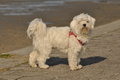 Hundestrand / Bild 246 von 376 / 21.09.2016 10:18 / DSC_0368.JPG