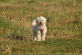 Hundestrand / Bild 248 von 376 / 21.09.2016 10:20 / DSC_0372.JPG