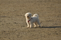 Hundestrand / Bild 251 von 376 / 21.09.2016 10:23 / DSC_0389.JPG