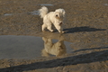 Hundestrand / Bild 257 von 376 / 21.09.2016 10:31 / DSC_0418.JPG