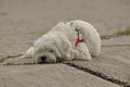 Hundestrand / Bild 267 von 376 / 21.09.2016 11:10 / DSC_0474.JPG