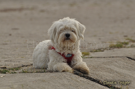 Hundestrand / Bild 269 von 376 / 21.09.2016 11:10 / DSC_0479.JPG