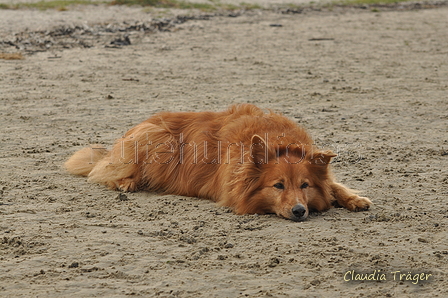 Hundestrand / Bild 270 von 376 / 21.09.2016 11:11 / DSC_0483.JPG