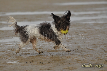 Hundestrand / Bild 272 von 376 / 21.09.2016 11:14 / DSC_0505.JPG