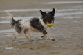 Hundestrand / Bild 272 von 376 / 21.09.2016 11:14 / DSC_0505.JPG