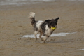 Hundestrand / Bild 274 von 376 / 21.09.2016 11:14 / DSC_0515.JPG