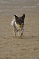 Hundestrand / Bild 276 von 376 / 21.09.2016 11:16 / DSC_0538.JPG