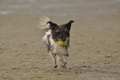 Hundestrand / Bild 277 von 376 / 21.09.2016 11:16 / DSC_0550.JPG