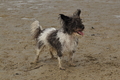 Hundestrand / Bild 278 von 376 / 21.09.2016 11:19 / DSC_0575.JPG