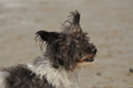 Hundestrand / Bild 279 von 376 / 21.09.2016 11:19 / DSC_0581.JPG