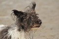 Hundestrand / Bild 280 von 376 / 21.09.2016 11:19 / DSC_0586.JPG