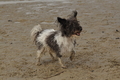 Hundestrand / Bild 281 von 376 / 21.09.2016 11:19 / DSC_0594.JPG