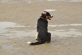 Hundestrand / Bild 282 von 376 / 21.09.2016 11:22 / DSC_0603.JPG