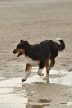 Hundestrand / Bild 283 von 376 / 21.09.2016 11:23 / DSC_0610.JPG