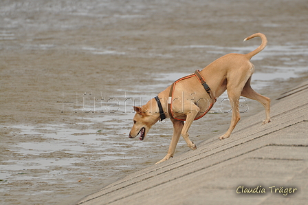 Hundestrand / Bild 284 von 376 / 21.09.2016 11:23 / DSC_0611.JPG