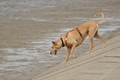 Hundestrand / Bild 284 von 376 / 21.09.2016 11:23 / DSC_0611.JPG