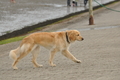 Hundestrand / Bild 286 von 376 / 21.09.2016 11:32 / DSC_0626.JPG