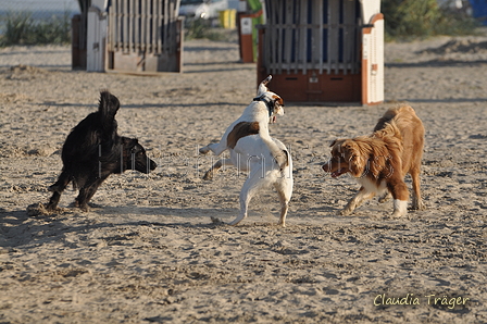 Hundestrand / Bild 305 von 376 / 22.09.2016 09:09 / DSC_0884.JPG