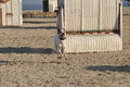 Hundestrand / Bild 307 von 376 / 22.09.2016 09:14 / DSC_0923.JPG