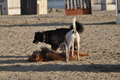 Hundestrand / Bild 308 von 376 / 22.09.2016 09:14 / DSC_0932.JPG