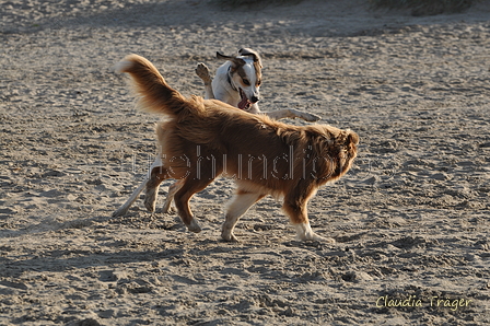 Hundestrand / Bild 309 von 376 / 22.09.2016 09:15 / DSC_0955.JPG