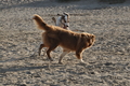 Hundestrand / Bild 309 von 376 / 22.09.2016 09:15 / DSC_0955.JPG