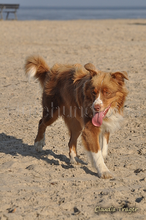 Hundestrand / Bild 313 von 376 / 22.09.2016 09:18 / DSC_0990.JPG