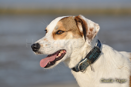 Hundestrand / Bild 315 von 376 / 22.09.2016 09:19 / DSC_1001.JPG