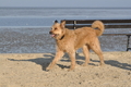 Hundestrand / Bild 325 von 376 / 22.09.2016 09:25 / DSC_1033.JPG