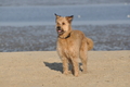 Hundestrand / Bild 328 von 376 / 22.09.2016 09:28 / DSC_1053.JPG