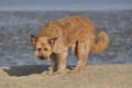 Hundestrand / Bild 333 von 376 / 22.09.2016 09:45 / DSC_1119.JPG