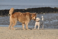 Hundestrand / Bild 334 von 376 / 22.09.2016 09:46 / DSC_1127.JPG