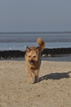 Hundestrand / Bild 335 von 376 / 22.09.2016 09:46 / DSC_1138.JPG