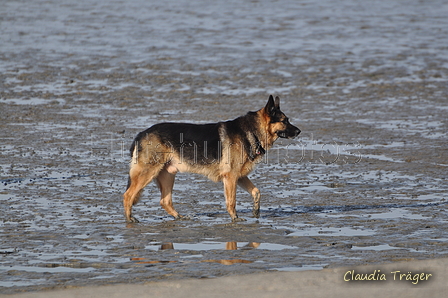 Hundestrand / Bild 336 von 376 / 22.09.2016 10:02 / DSC_1171.JPG