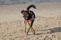 Hundestrand / Bild 337 von 376 / 22.09.2016 10:05 / DSC_1180.JPG