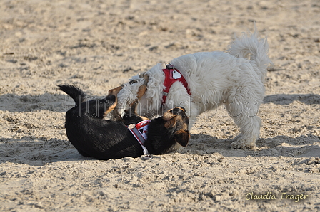 Hundestrand / Bild 340 von 376 / 22.09.2016 10:10 / DSC_1238.JPG