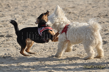 Hundestrand / Bild 343 von 376 / 22.09.2016 10:10 / DSC_1254.JPG