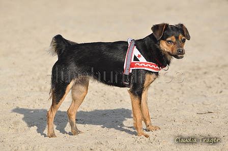 Hundestrand / Bild 344 von 376 / 22.09.2016 10:14 / DSC_1259.JPG