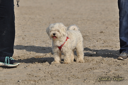 Hundestrand / Bild 346 von 376 / 22.09.2016 10:15 / DSC_1276.JPG