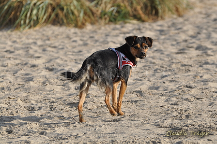 Hundestrand / Bild 347 von 376 / 22.09.2016 10:15 / DSC_1281.JPG