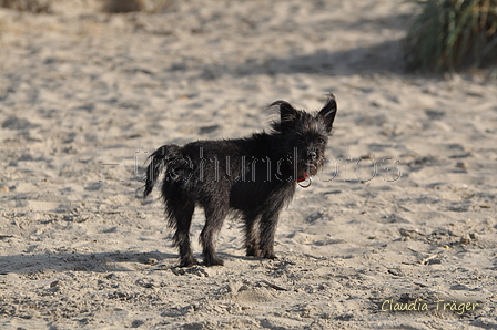 Hundestrand / Bild 348 von 376 / 22.09.2016 10:15 / DSC_1282.JPG