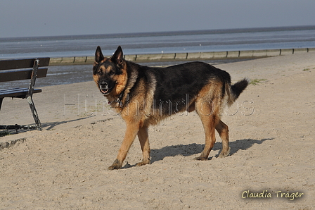 Hundestrand / Bild 349 von 376 / 22.09.2016 10:15 / DSC_1297.JPG