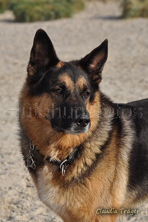 Hundestrand / Bild 352 von 376 / 22.09.2016 10:20 / DSC_1333.JPG