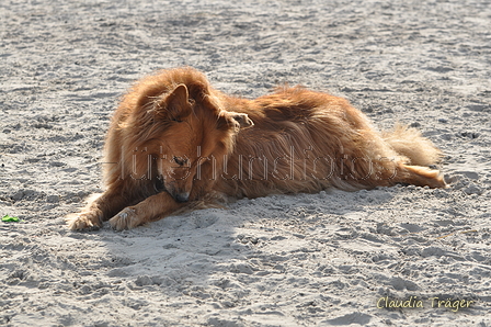 Hundestrand / Bild 354 von 376 / 22.09.2016 10:29 / DSC_1403.JPG