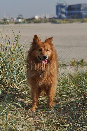 Hundestrand / Bild 372 von 376 / 22.09.2016 10:55 / DSC_1576.JPG